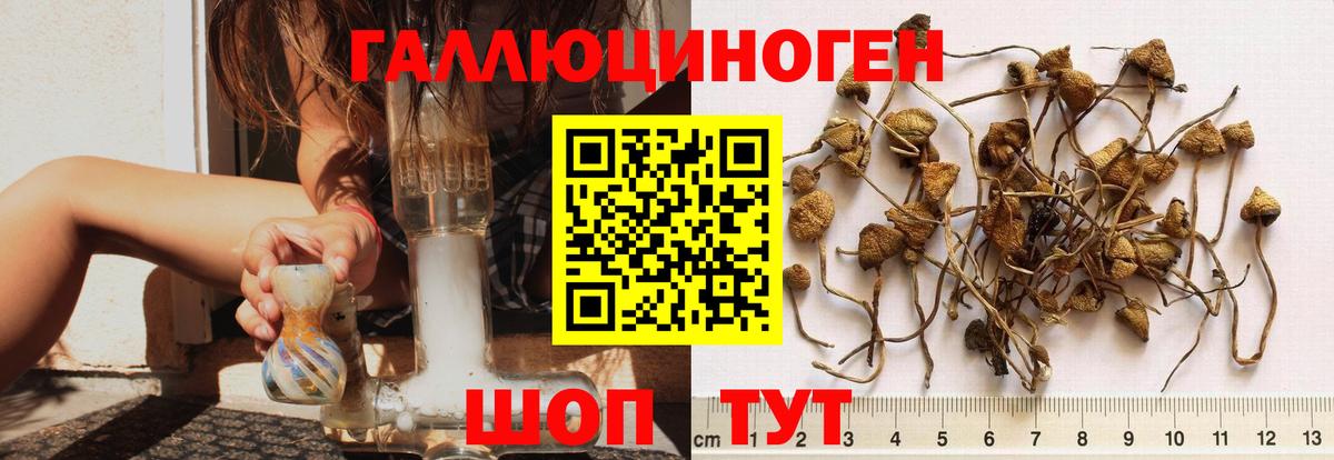 Каменск-Шахтинский  где купить   Вход с VPN  Галлюциногенные грибы мицелий 